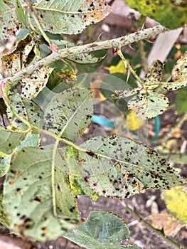 Rose bush leaves with black spot fungus rust