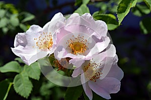 Rose bush with lots of pink roses in bloom.