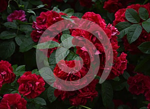 Rose bush with many fiery red rose flowers in green leaves