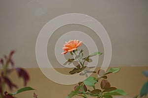 A rose bush with orange flowers blooms in August. Rhodes Island, Greece