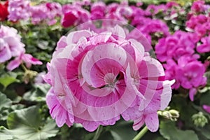 Rose bush pasajistio la sevillana, special flowers photo
