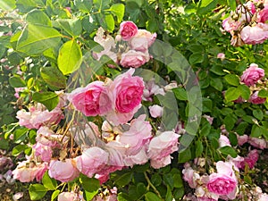rose bush