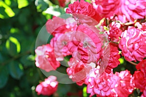 Rose bush with pink flowers in the garden.