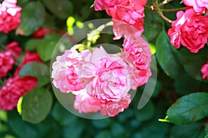 Rose bush with pink flowers in the garden.