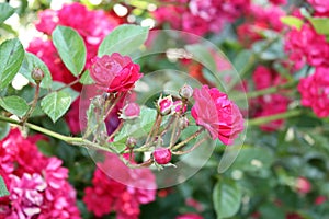 Rose bush with pink flowers in the garden.