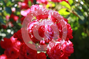 Rose bush with pink flowers in the garden.