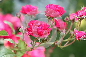 Rose bush with pink flowers in the garden.