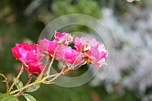 Rose bush with pink flowers in the garden.