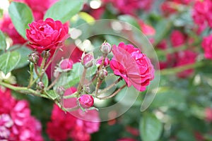 Rose bush with pink flowers in the garden.