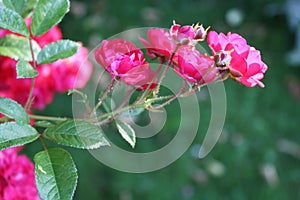 Rose bush with pink flowers in the garden.