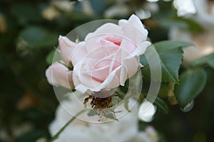 Rose bush with pink flowers in the garden.