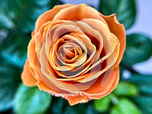 Rose bush in a pot. Orange bud.