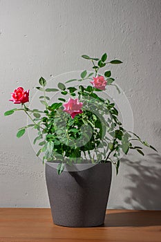 Rose bush in a pot. Pot of roses on a background of gray concrete wall
