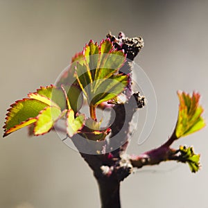 The rose bush releases leaves in spring.