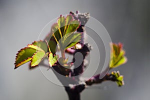 The rose bush releases leaves in spring.