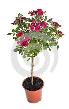 Rose bush in studio