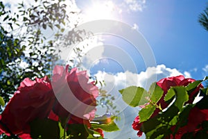 Rose Bush in the sun against a background of blue sky and white clouds. Blooming rose Bush in the garden