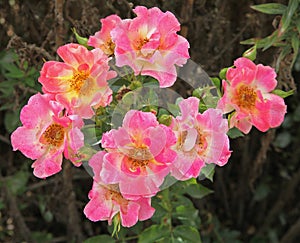 Rose bush of the variety \'Tout feu tout flamme\'