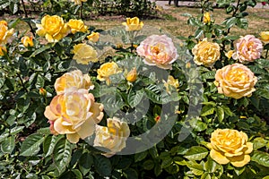 rose bush, yellow, fresh beautiful roses on a summer day in the botanical garden