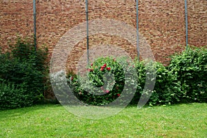 Rose bushes in front of brick facade