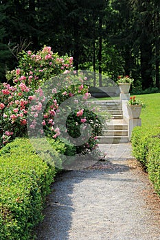 Rose bushes and pebbled walkway in garden