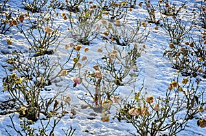 Rose bushes and snow