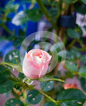 Rose button at morning