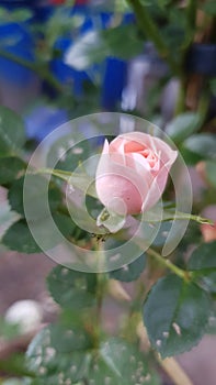 Rose button in nature