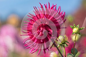 Rose cactus dahlia close up.In the sunny morning.October.2020