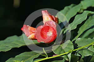 rose cactus (Leuenbergeria bleo) red flowers and buds