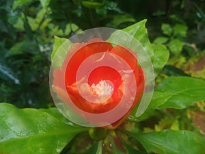 rose cactus or pereskia bleo blooming in the garden