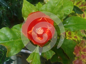 rose cactus or pereskia bleo blooming in the garden