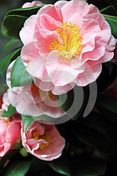 Rose camellias