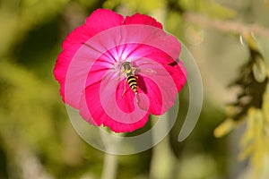 Rose Campion flowerhead with pollinating hoverfly