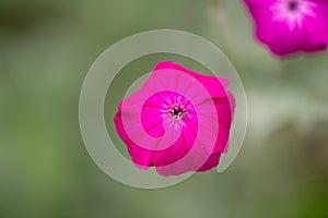 Rose campion Silene coronaria Atrosanguinea, lilac flower close-up