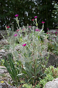 Rose campion, Silene coronaria, plant in natural habitat