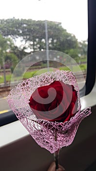 a rose carried on a journey as a representative of the feeling of not wanting to be separated