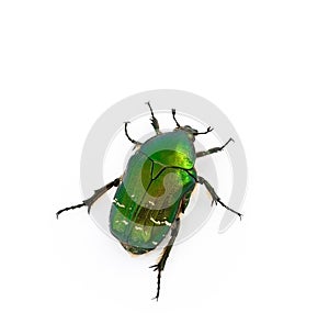 Rose chafer photo