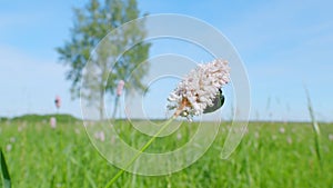 Rose chafer. Bistorta officinalis blooming field, meadow bistort pink flowers background. Slow motion.