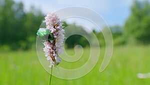 Rose chafer. Bistorta officinalis blooming field, meadow bistort pink flowers background. Slow motion.