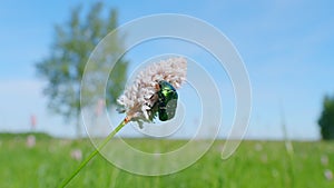 Rose chafer. Bistorta officinalis blooming field, meadow bistort pink flowers background. Slow motion.