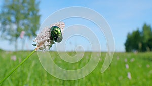 Rose chafer. Bistorta officinalis blooming field, meadow bistort pink flowers background. Slow motion.