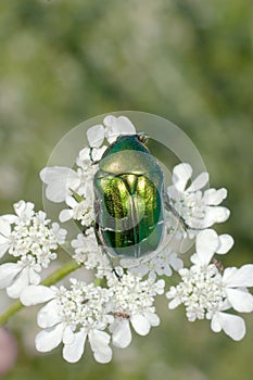 Rose chafer / Cetonia aurata photo