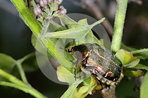 Rose chafer, cetonia aurata