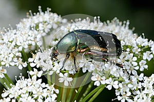 Rose chafer, cetonia aurata