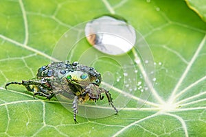 Rose chafer (cetonia aurata)