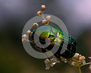 Rose chafer, cetonia aurata