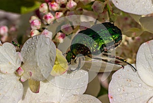 Rose Chafer Cetonia Aurata, Cetoniinae. Green bronze beetle on a flowering hydrangea. Macro photo. Close-up