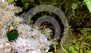 Rose chafer - Cetonia aurata - on flowers of Spirea bumalda photo