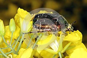 Rose chafer (Cetonia aurata ) or the green rose chafe on rapeseed flower.